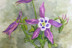 #206 - Spike Hains, Columbine, Watercolor, 5" x 7", 