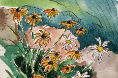 #205 - Spike Hains, Daises, Watercolor, 5" x 7", 
