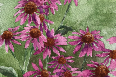#206 - Spike Hains, Purple Cone Flowers, Watercolor, 10" x 12", 1lb, $275